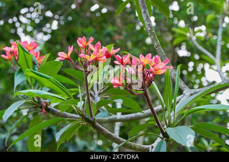 Roter Frangipani Stockfoto