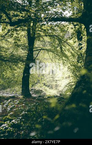 Niedriges Foto von dunklem Buchenwald mit Hintergrundlicht und Nebel. Stockfoto