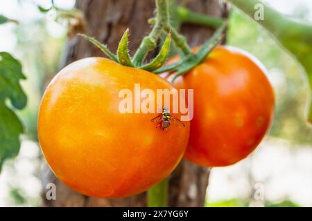 Nahaufnahme Fruchtfliege auf Reifen Tomaten im Garten Stockfoto