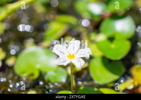 Blume von Wasserschneeflocke, Bananenlilie und große Flottiche (Nymphoides aquatica) gewöhnliche Aquarienpflanzen Stockfoto