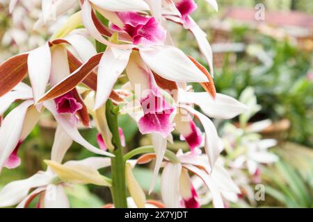 orchideenblume von Phaius tankervilleae oder größere Sumpforchidee Stockfoto