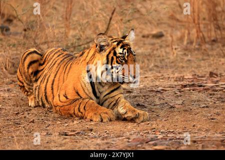 Die atemberaubende Tierwelt des Ranthambore National Park Indien Stockfoto