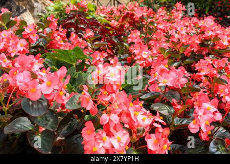 Rote Begonienblume im Garten Stockfoto