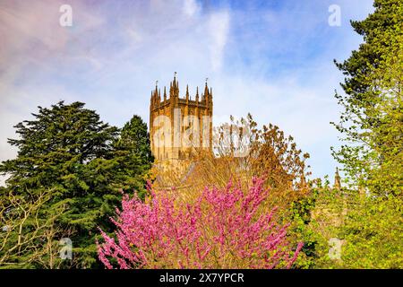 Ein farbenfroher Judas-Baum (Cercis siliquastrum) auf dem Gelände des Bischofspalastes mit imposanter Kathedrale dahinter, Wells, Somerset, England, Großbritannien Stockfoto