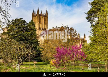 Ein farbenfroher Judas-Baum (Cercis siliquastrum) auf dem Gelände des Bischofspalastes mit imposanter Kathedrale dahinter, Wells, Somerset, England, Großbritannien Stockfoto