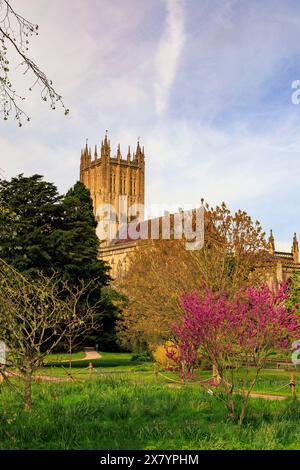 Ein farbenfroher Judas-Baum (Cercis siliquastrum) auf dem Gelände des Bischofspalastes mit imposanter Kathedrale dahinter, Wells, Somerset, England, Großbritannien Stockfoto