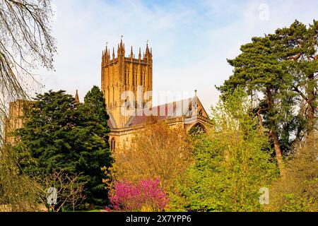 Ein farbenfroher Judas-Baum (Cercis siliquastrum) auf dem Gelände des Bischofspalastes mit imposanter Kathedrale dahinter, Wells, Somerset, England, Großbritannien Stockfoto