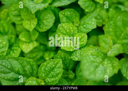 Frische Minzblätter im Garten Stockfoto