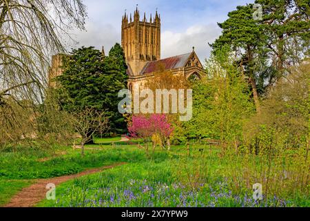 Ein farbenfroher Judas-Baum (Cercis siliquastrum) auf dem Gelände des Bischofspalastes mit imposanter Kathedrale dahinter, Wells, Somerset, England, Großbritannien Stockfoto