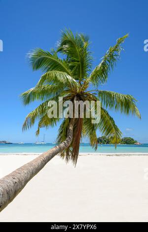 Kokospalme am Cote D'Or Beach, Anse Volbert Village, Praslin Island, Seychellen, Indischer Ozean Stockfoto