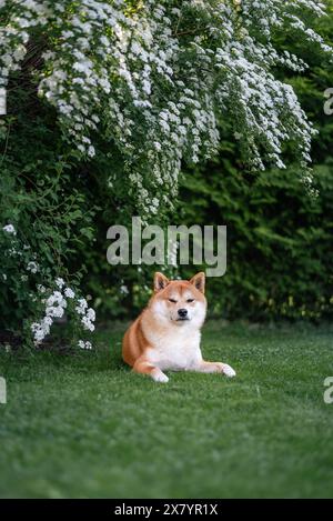 Roter Shiba-inu-Hund unter dem Spirea-Busch im Garten im Frühling Stockfoto