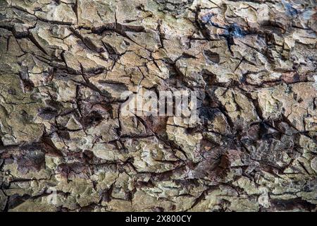 Nahaufnahme der Rinde eines Baumstammes Stockfoto