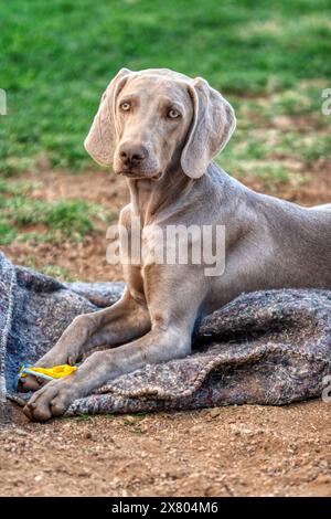 weimaraner junger Hund draußen auf einer Decke liegend mit seinem Spielzeug Stockfoto