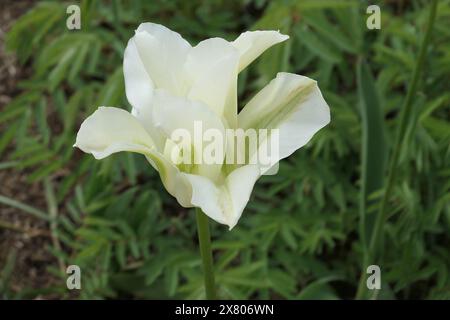 Nahaufnahme des grünen und elfenbeinfarbenen Frühlingsblühgartens Tulpe Tulipa Frühlingsgrün. Stockfoto