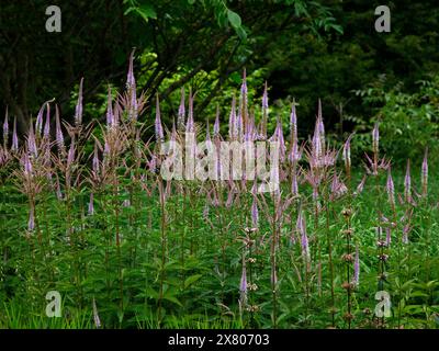 Nahaufnahme der langen lila-rosa Blütenspitzen der sommerblühenden krautigen Staudengartenpflanze Veronicastrum virginicum Anbetung. Stockfoto