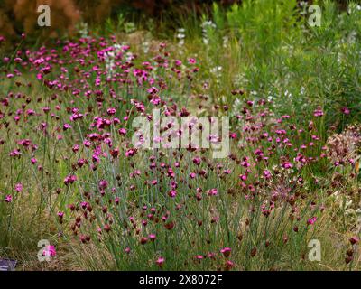 Nahaufnahme der hellrosafarbenen Blüten der harten Staudengartenpflanze dianthus carthusianorum deutsch rosa. Stockfoto