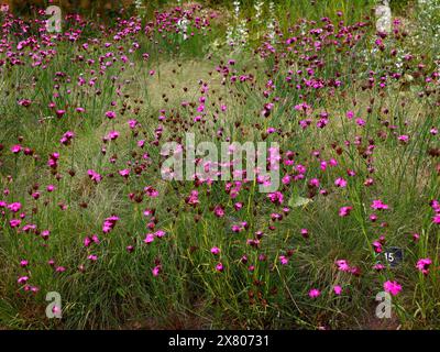 Nahaufnahme der hellrosafarbenen Blüten der harten Staudengartenpflanze dianthus carthusianorum deutsch rosa. Stockfoto