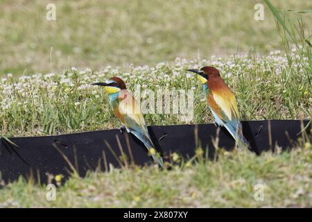 europäische Bienenfresser ruhen auf einem Gummischott auf einer Wiese, Merops apiaster; Meropidae; Stockfoto