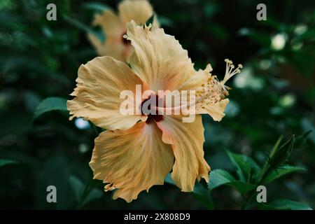 Pfirsichfarbene Hibiskusblüte Stockfoto