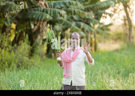 Indischer Landwirt, der Zwiebelpflanze in der Zwiebelfarm hält Stockfoto