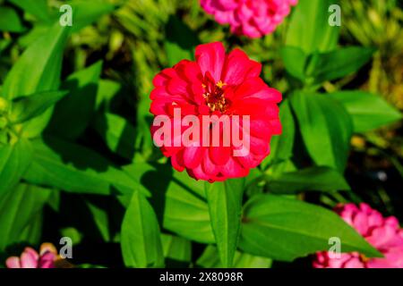 Nahaufnahme Zinnia elegans (Zinnia Anggun) eine der berühmtesten jährlich blühenden Pflanzen der Gattung Zinia, diese Pflanze stammt aus Mexiko. Stockfoto