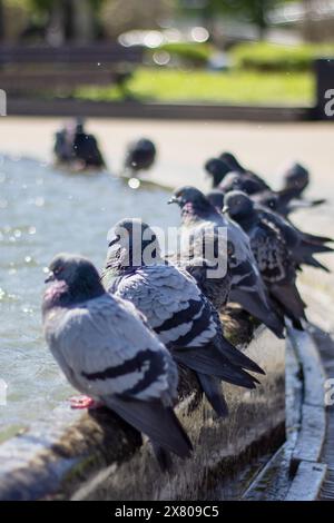 Eine Gruppe von Tauben trinkt gemütlich Wasser aus einem Stadtbrunnen, während ihre Federn im Sonnenlicht leuchten, während sie ihre Schnäbel tauchen Stockfoto