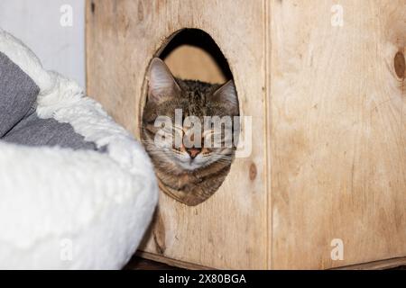 Ein Felidae, fleischfressendes Landtier, die Katze mit Whiskern, schläft in einem hölzernen Katzenhaus mit Fenster und zeigt sein kleines bis mittelgroßes Stockfoto