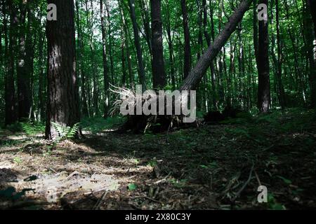 Gefallener Stamm eines Baumes mit Wurzeln im Sommerwald Stockfoto