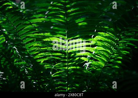 Natürliche grüne Farntapete. Nahaufnahme von wunderschönen Farnen im Wald. Natürlicher grüner Farnhintergrund im Sonnenlicht. Stockfoto