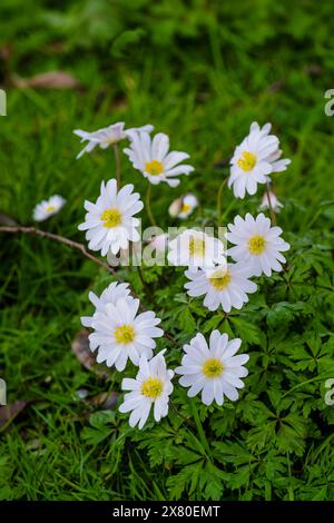 Holzanemone Anemonoides nemorosa wächst in einem Garten in England im Vereinigten Königreich. Stockfoto