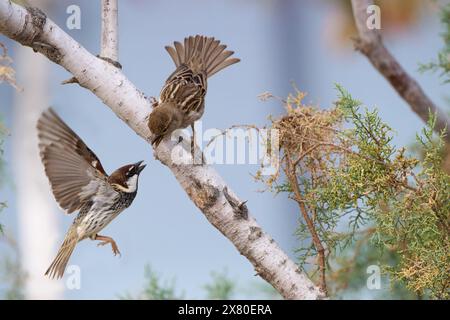 Spanischer Spatzen (Passer hispaniolensis) fliegende Männchen bezaubern das auf einem Ast stehende Weibchen Stockfoto