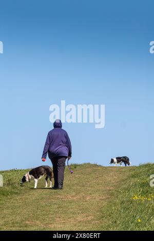 Ein Hundeführer und zwei Border Collie Dogs laufen entlang eines Feldes auf West Pwhole in Newquay in Cornwall, Großbritannien. Stockfoto