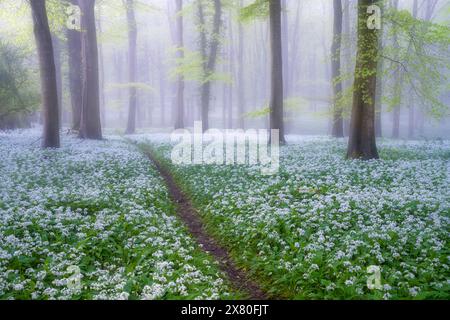 Ein Meer von wildem Knoblauch unter den auftauchenden leuchtenden Buchenblättern im Wildham Woods im South Downs National Park bei Chichester in West Sussex. Stockfoto