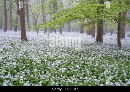 Ein Meer von wildem Knoblauch unter den auftauchenden leuchtenden Buchenblättern im Wildham Woods im South Downs National Park bei Chichester in West Sussex. Stockfoto