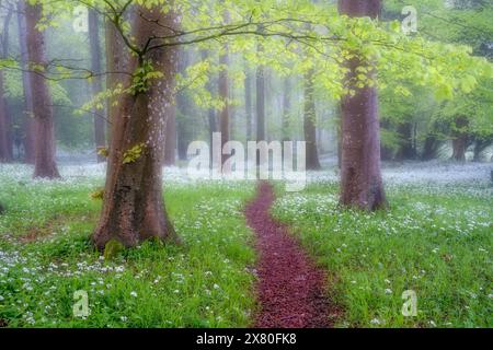 Ein Meer von wildem Knoblauch unter den auftauchenden leuchtenden Buchenblättern im Wildham Woods im South Downs National Park bei Chichester in West Sussex. Stockfoto