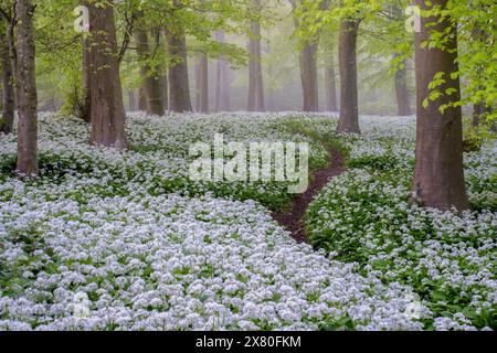 Ein Meer von wildem Knoblauch unter den auftauchenden leuchtenden Buchenblättern im Wildham Woods im South Downs National Park bei Chichester in West Sussex. Stockfoto