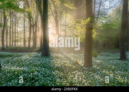 Die Morgensonne durchdringt den Nebel im wilden Knoblauchwald von Wildham Woods im South Downs National Park in der Nähe von Chichester in West Sussex Stockfoto