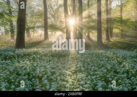 Die Morgensonne durchdringt den Nebel im wilden Knoblauchwald von Wildham Woods im South Downs National Park in der Nähe von Chichester in West Sussex Stockfoto