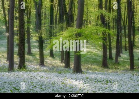 Ein Meer von wildem Knoblauch unter den auftauchenden leuchtenden Buchenblättern im Wildham Woods im South Downs National Park Stockfoto