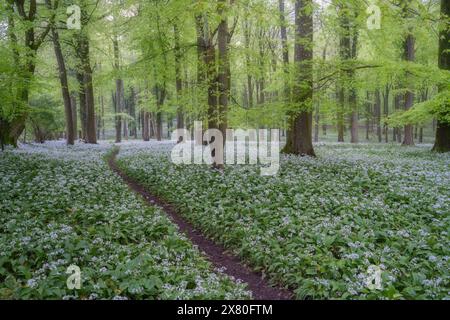 Ein Meer von wildem Knoblauch unter den auftauchenden leuchtenden Buchenblättern im Wildham Woods im South Downs National Park Stockfoto