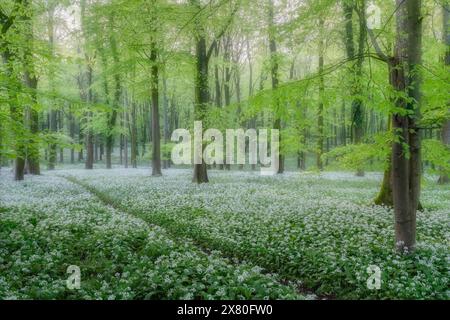 Ein Meer von wildem Knoblauch unter den auftauchenden leuchtenden Buchenblättern im Wildham Woods im South Downs National Park bei Chichester in West Sussex. Stockfoto