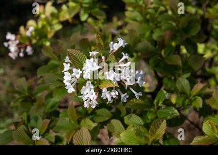Viburnum farreri, Fragrans bunge, blühende Blumen. Viburnum-Blüten im Frühjahr. Nahaufnahme. Selektiver Fokus. Stockfoto