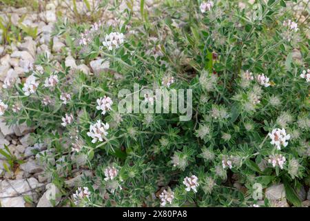 Rauhaariger Backenklee, Rauhhaariger Backenklee, Behaarter Backenklee, Langhaarige Backenklee, Dorycnium hirsutum, Lotus hirsutus, Haarige Kanarienklee Stockfoto