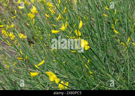 Pfriemenginster, Binsenginster, Spanischer Ginster, Spartium junceum, spanischer Besen, weaver's Besen, Le spartier à tiges de jonc, Spartier Stockfoto