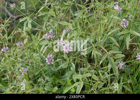 Harzklee, Pechklee, Gewöhnlicher Asphaltklee, Asphaltklee, Bituminaria bituminosa, Arabische Erbse, Pech-Trefoil, La Psoralée Bitumineuse Stockfoto