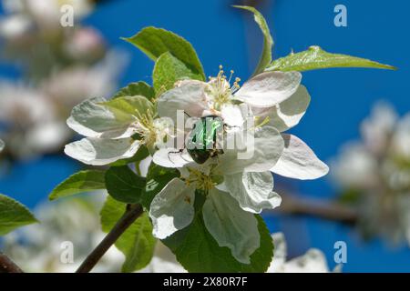 Grüne Rosenscheuer (Cetonia aurata), die sich auf Blüten eines Apfelbaums paaren. Stockfoto