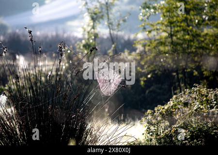 Spinnennetze sind Kunstwerke der Natur. Tautropfen auf Spinnennetz. Früher nebeliger Morgen. Tierjagdmethoden Ideenkonzept. Horizontales Foto. Keine Personen Stockfoto