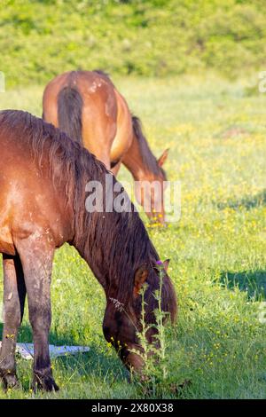 Zwei Pferde weiden auf der grünen Wiese. Wildpferde in der Natur. Tier. Vertikales Foto. Keine Menschen, niemand. Im Freien. Stockfoto