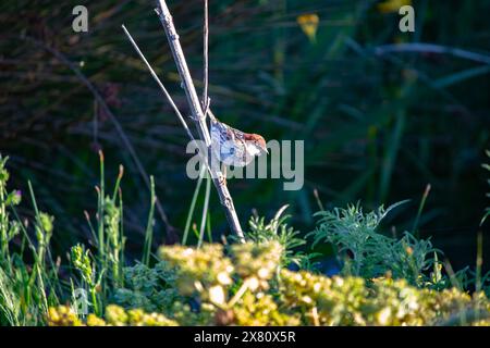 Spanischer Spatzen (Passer hispaniolensis) in Ruhestellung. Spanischer Spatzen auf trockenem Ast auf grünem natürlichem Hintergrund. Vogel, Tierideenkonzept. Stockfoto