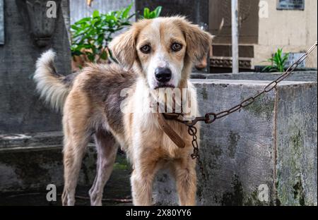 Tagsüber ruffiger Hund an einer Kette in einer rustikalen Umgebung im Freien Stockfoto